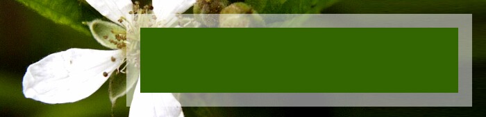 descriptive text here